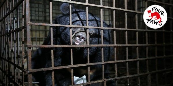 Please help Xuan and Mo leave these terrible cages and move to a new life