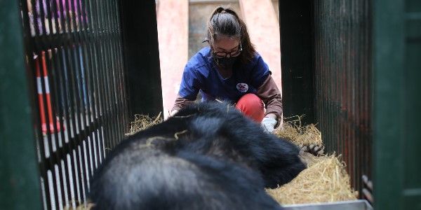 Rescue!  It's the start of a new life for bears Xuan and Mo