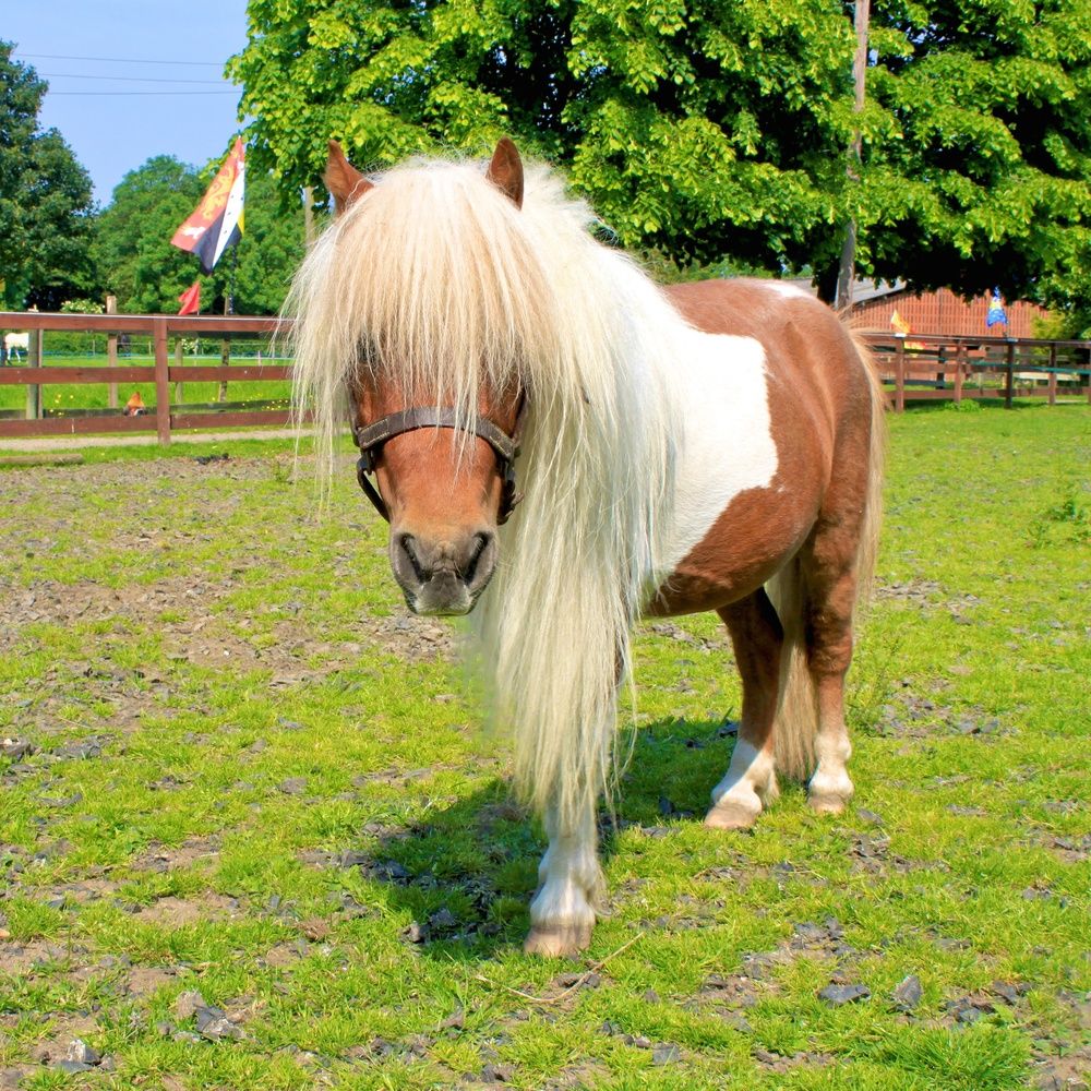 This is miniature Shetland pony Merlin