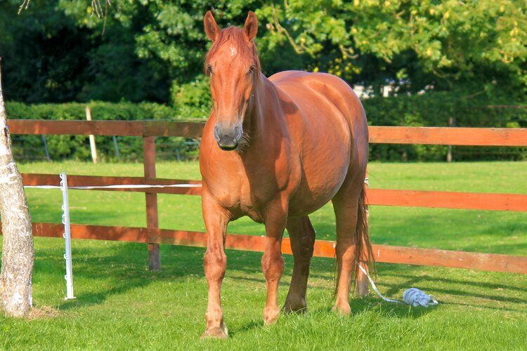 This is Rosie, a rare Suffolk Punch - isn't she beautiful?!