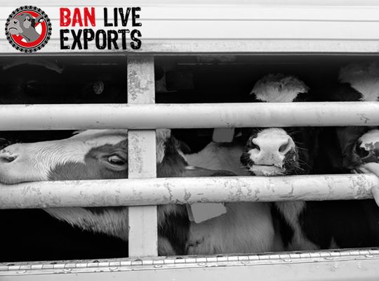 #BanLiveExports