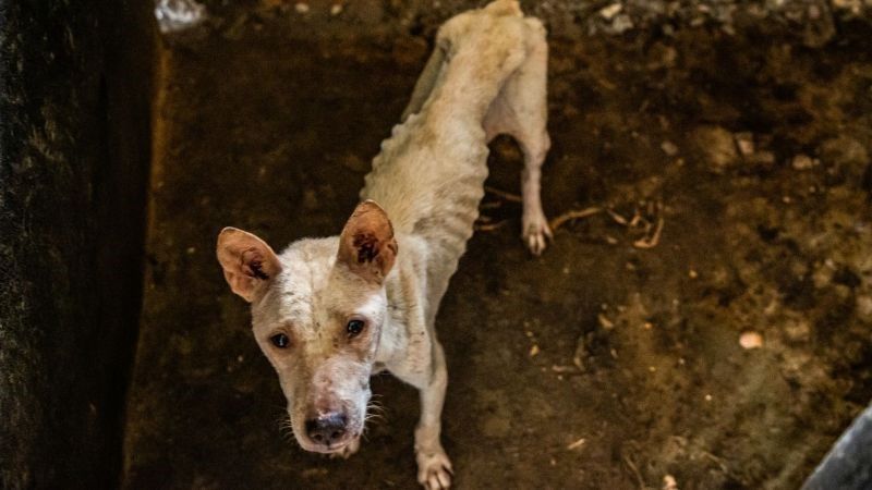 Help animals in Israel who are affected by the fighting