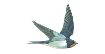 Find out more about swallows from the RSPB
