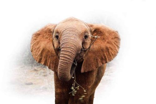 You could adopt an orphan elephant from the David Sheldrick Wildlife Trust