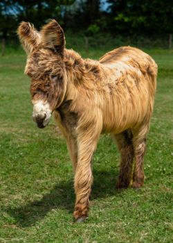 The Donkey Sanctuary has a number of new donkeys you can adopt!