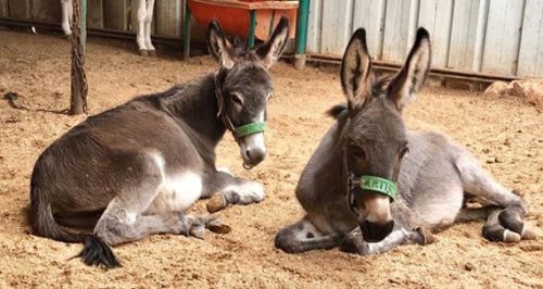 Find out more about the Safe Haven for Donkeys's virtual gifts