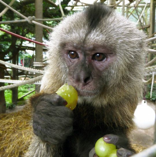 You could "buy" the monkeys something, such as grapes - find out more here