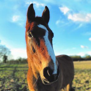 Sponsor a horse such as Woody with Bransby Horses
