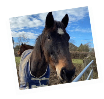 Sponsor Darwen, a retired police horse