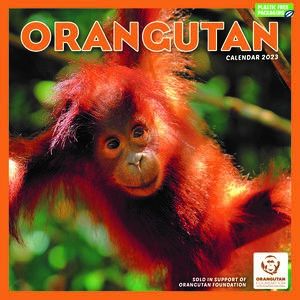 You could buy an Orangutan Calendar 2023