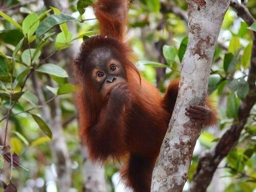 You could adopt an orangutan as a gift for a nature lover