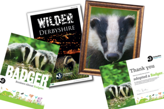 or how about adopting a badger?