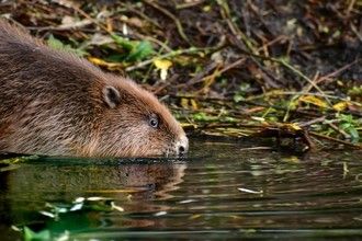 Adopt a beaver through the Derbyshire Wildlife Trust