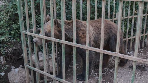 Ljubo the bear urgently needs help to leave this cage