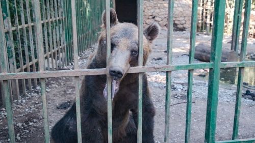 Ljubo the bear is self-harming in his distress
