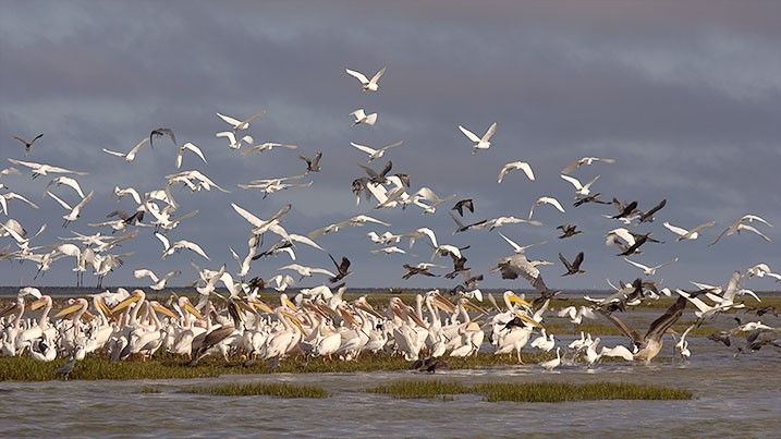 Find out about wetlands birds from the WWT