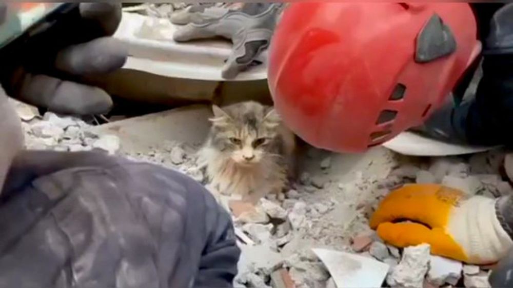 Earthquakes in Turkey and Syria - help animals affected by them