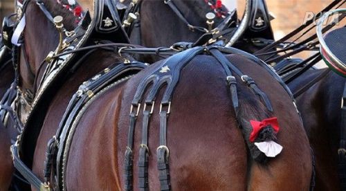 Help Stop Budweiser Using Horses With Amputated Tailbones
