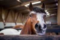 Please can you help the Lluest Horse and Pony Trust in Wales help horses, ponies and donkeys?