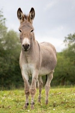 You could sponsor a donkey as Misty, or a pony, or a stable