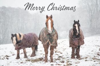 Trot off to the Lluest Horse and Pony Trust in Wales to see their cards