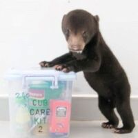 Help Free the Bears help bears with a bear gift!
