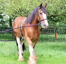 Sponsor a horse such as Bailey at Northcote Heavy Horses and Animals 
