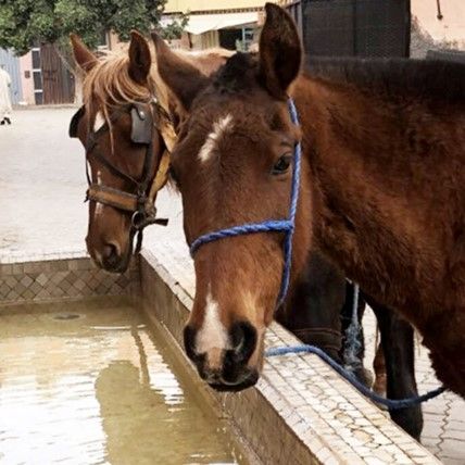 We need water!   Please help!