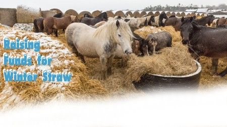 Gift a Bale of Straw to the Hillside Animal Sanctuary for £15.00