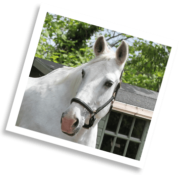 Sponsor Grace at The Horse Trust