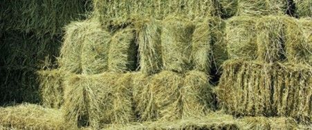 How about a bale of hay for rescue horses and ponies in Wales?