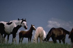 Horse, pony and donkey charities