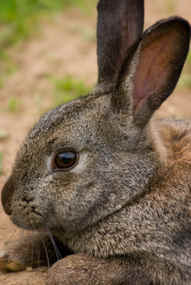 Hop off to Rabbit Awareness Week