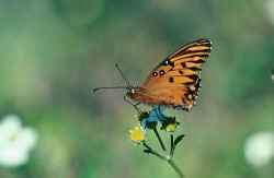 Your used stamps helped butterflies