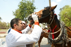 A vet from The Brooke treats a horse in Egypt