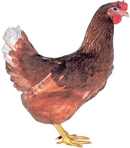 Brown Hybrid Hen