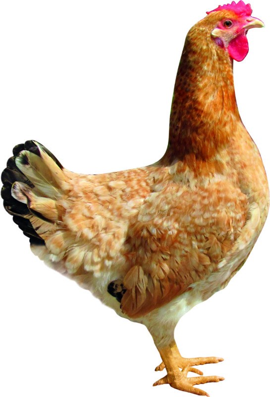 Gold Speckled Hen