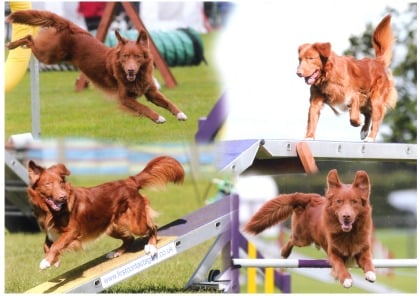 justin.agility