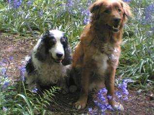 finn &keno - bluebells