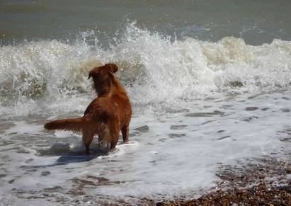 Koda at the beach