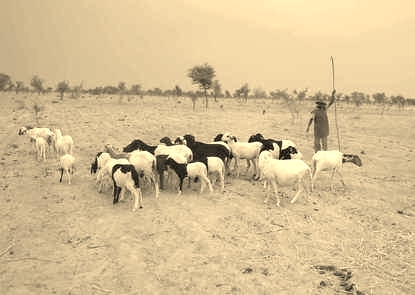 Herding in Gondo