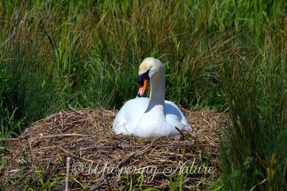 Nesting Swan Blank Greetings Card, Nature Photography, Wildlife Card, Any Occasion - 5 x 7