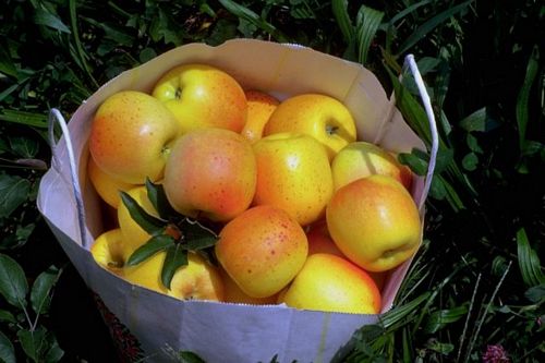 Apple Spice Simmering Granules 200g