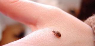 bed bug on hand