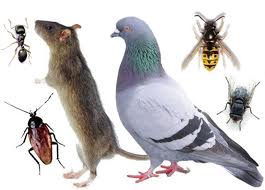 all pest animals