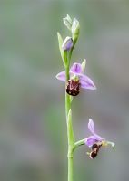 Bee Orchid (8685)