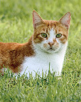 Ginger Cat lying in the Grass - Side fold photo card (2152)