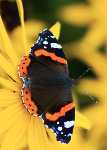Red Admiral Butterfly - Side fold photo card (5519)