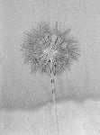 Dandelion Clock - seed head (M001)