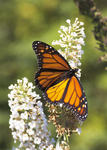 Monarch Butterfly (Danaus plexippus)(11756)